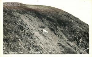 AK, Mount McKinley National Park, Alaska, Mountain Sheep, Sawyers, RPPC