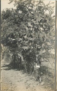 Postcard C-1910 Tegucigalpa Honduras County Lane Cactus 23-13109