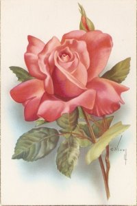 C.Vives. Beautiful  red rose Vintage Spanish, artist signed, postcard 1960s