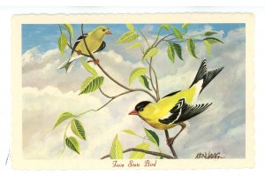 Birds - Iowa State Bird, Eastern Goldfinch
