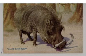 East African Wart Hog