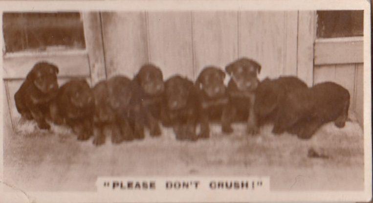 Dont Crush Black Dog Identity Parade Real Photo Dogs Cigarette Card