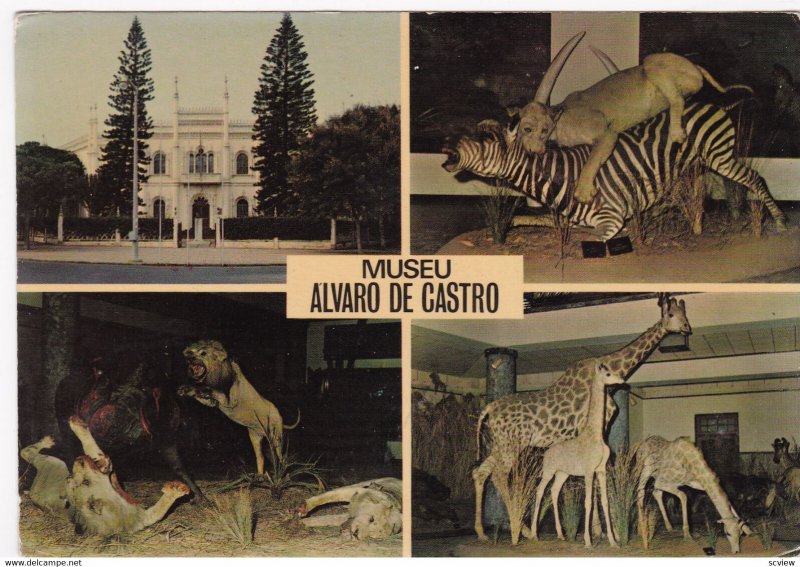 Museu Alvaro De Castro , Lourenco Marques , Mozcambique , 1950-70s ; Zebra , ...