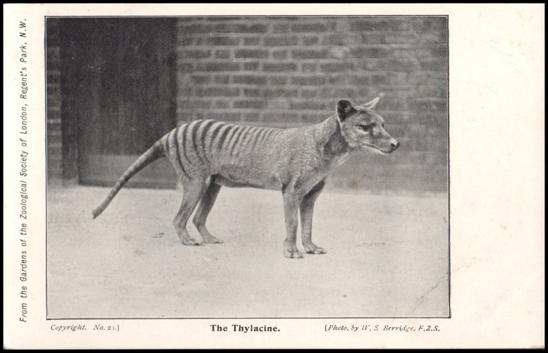 United Kingdom Post card - Thylacine, Regent's Park, London, unused