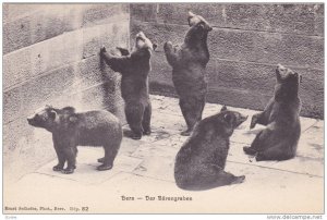 Bern - Der Barengraben, Five Brown Bears in captivity, Switzerland, 10-20s