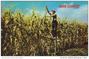 Corn Country Where The Corn Grows Tall