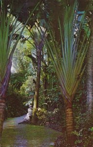 Florida St Petersburg The Travelers Tree In Sunken Gardens 1965