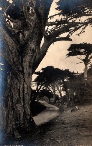 RPPC Real Photo Postcard - Cypress Trees on Country Road  c1926