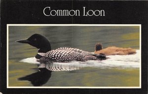 Common loon Birds Unused 