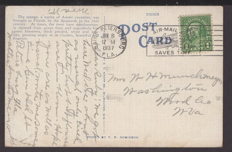 Picking Oranges in Florida - pm1937 ~ Linen