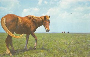 Wild Outer Banks Pony Ocracoke Island, North Carolina, USA Horse Unused 