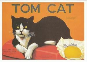 Tom Cat Brand Sunkist Lemon Fruit Label Modern Postcard