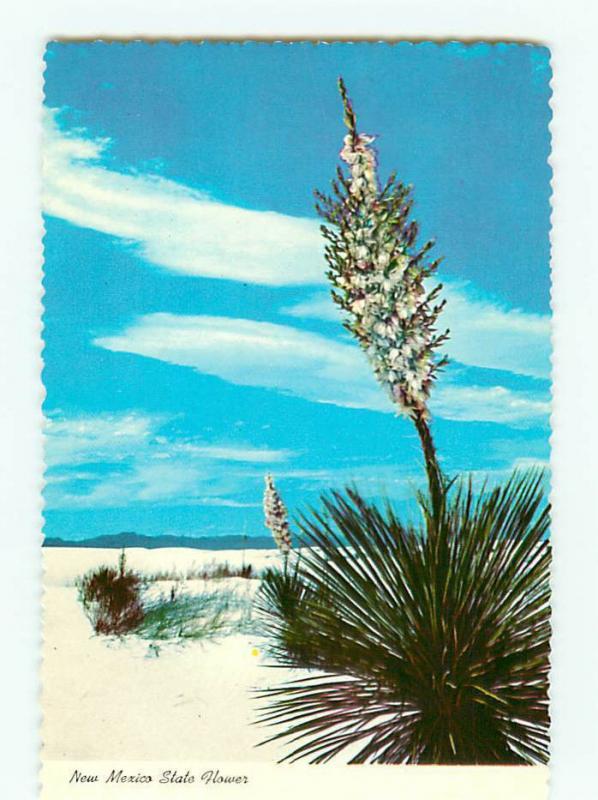 Vintage Postcard White Sands National  Monument Park New Mexico  # 2684