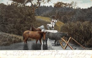 Horses and Cows White Sulphur Springs, New York  