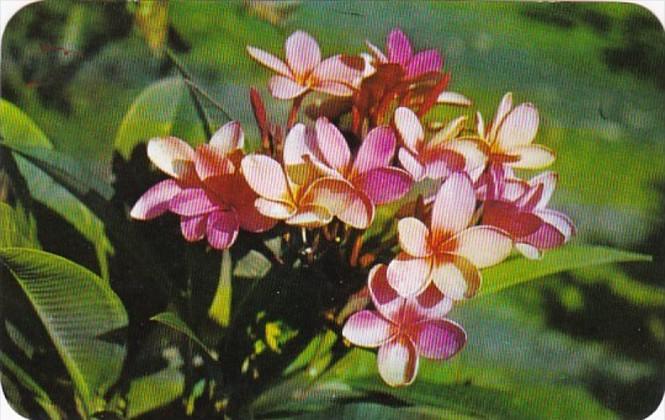 Hawaii Flowers Pink Plumeria