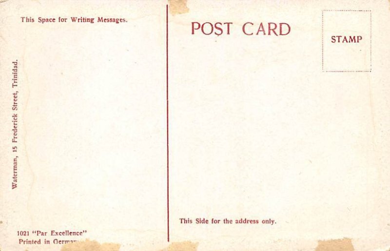 Cabbage Palms Savana Trinidad Postcard