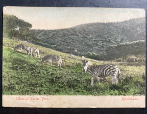 Mint South Africa PPC Color Picture Postcard Rondebosch Zebras At Rhodes Farm