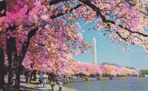 Washington Monument With Cherry Blossoms Washington DC 1954