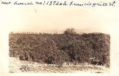 RPPC Orange Grove near Baldwin Park, CA San Gabriel Valley 1949 Vintage Postcard 