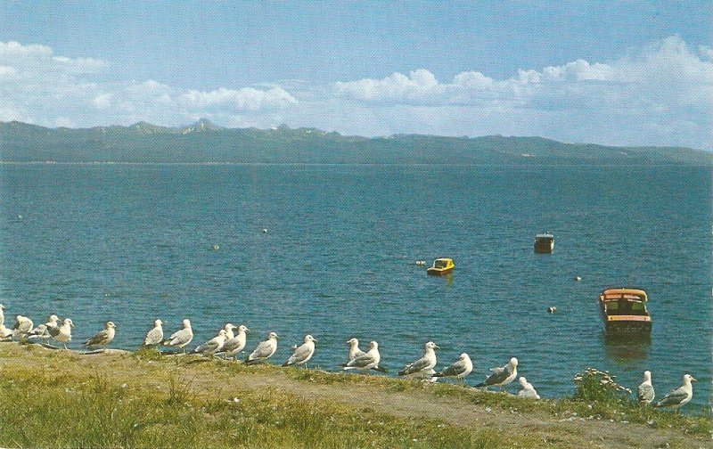 Seagulls on Yellowstone Lake Nice vintage American postcard