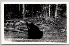 Idaho RPPC Black Bear Poses Near Victor ID Real Photo Postcard V21