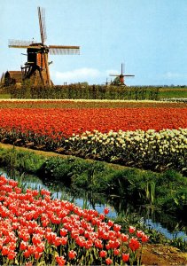 Netherlands In Flower Decoration Windmill and Tulip Fields