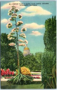 Century Plant in Bloom, State Capitol, Grounds, Sacramento, California, USA