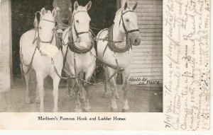 Malboro's Famous Hook and Ladder Horses Old vintage American Postcard