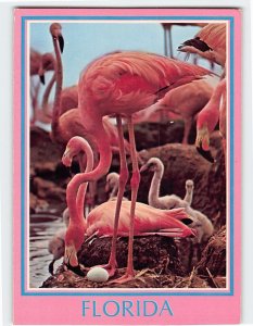 Postcard Flamingo's nesting, Florida