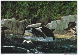 KIller Whale Habitat , Vancouver Aquarium , VANCOUVER , B.C. , Canada , 50-70s