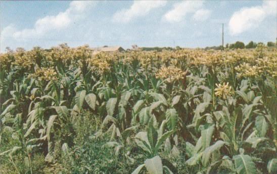 A Field Of Fine Tobacco In Bloom