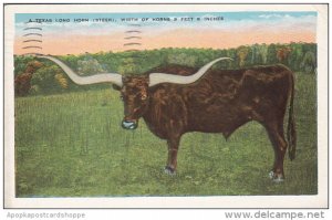 Texas Long Horn Steer 1935