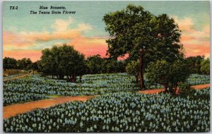 TX-Texas, Blue Bonnets, The Texas State Flower, Breathtaking Beauty, Postcard