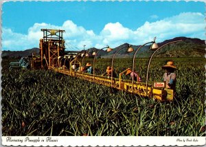 Harvesting Pineapple in Hawaii Postcard PC22