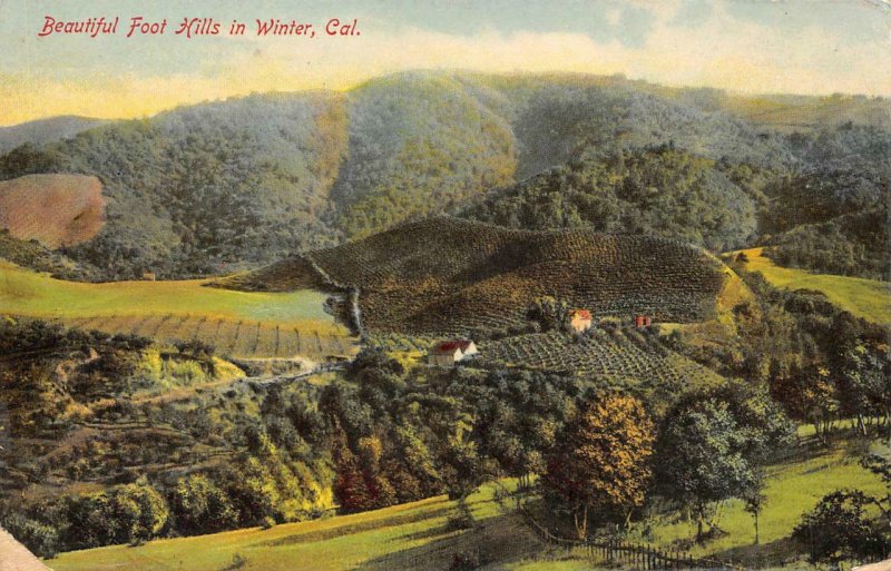 Beautiful Foot Hills in Winter, California 1908 Vintage Postcard