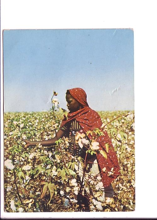 Black Woman Picking Cotton, Gezira, Sudan, Used 1980 Nairobi, Kenya