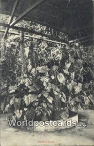 Anthuriums Singapore 1909 