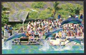Porpoise Show Sea Life Park Oahu HI Postcard 4184