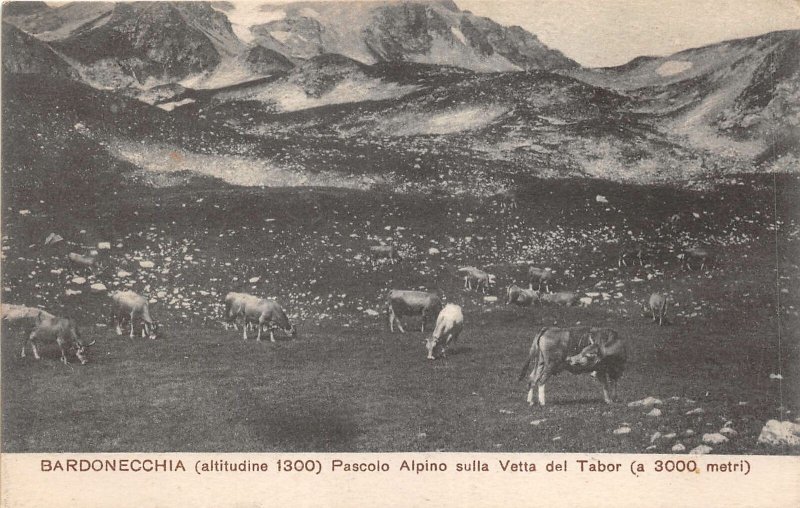 Lot181 bardonecchia alpine pasture on the summit of tabor italy cow