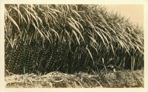 Hawaii Sugar Cane Crop Farm Agriculture 1940s Postcard 22-2142