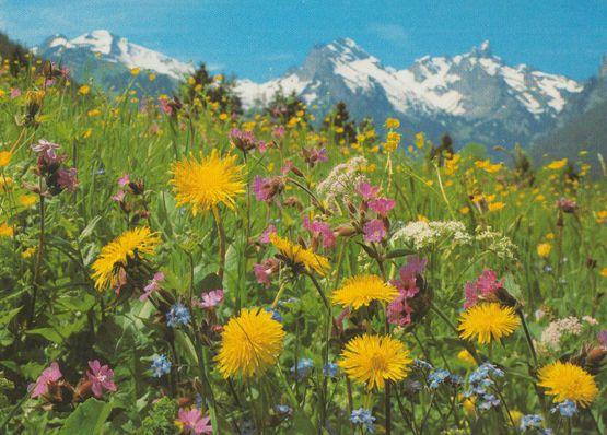 Alpine Meadow Swiss Flower Unusual Rare Flowers Postcard