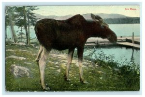 1911 Cow Moose Waterville Maine ME Posted Antique Postcard 