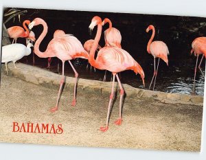 Postcard Flamingos Rand Memorial Nature Center Freeport Bahamas