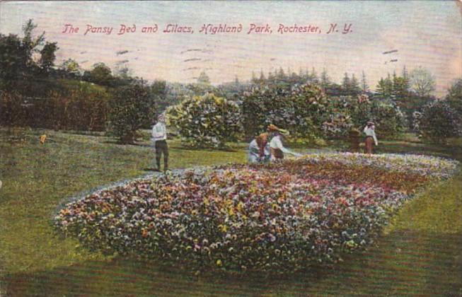 New York Rochester The Pansy Bed and Lilacs In Highland Park 1907