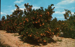 Beautiful Orange Groves in Central Florida    PC