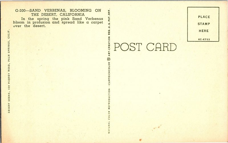 Sand Verbenas Blooming Desert California Chrome Postcard
