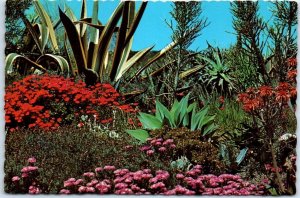 Postcard - The flowering desert of the great Southwest