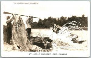 CURRENT ONT. CANADA FISHING EXAGGERATED ANTIQUE REAL PHOTO PC RPPC CORK STAMP