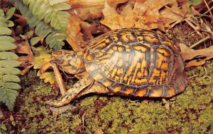 Box Turtle Turtles Unused 