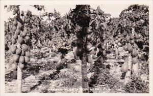 Florida Miami Papaya Plantation Real Photo